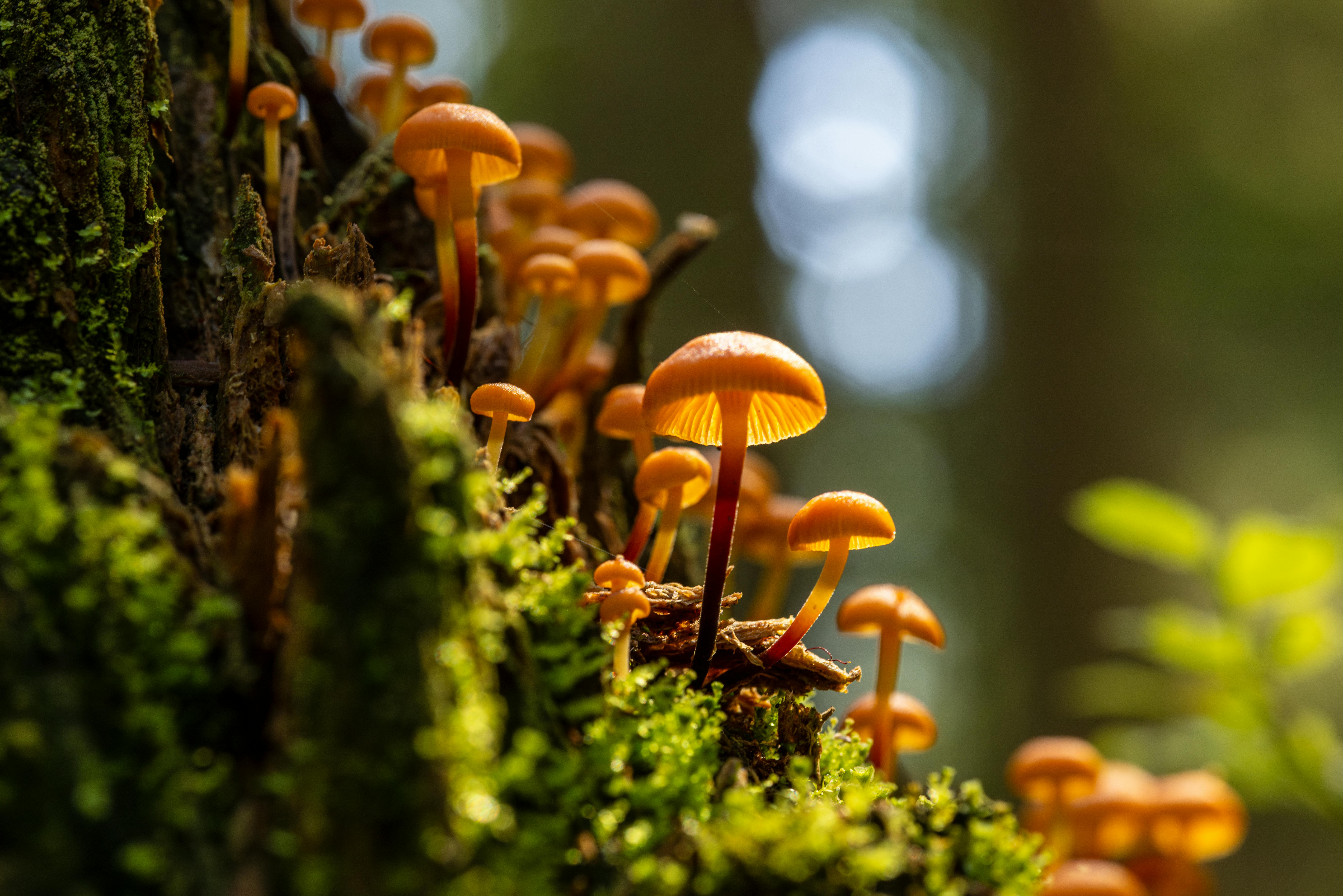 Golden mushrooms growing in forest moss